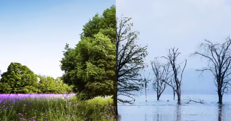 Leis contra a crise climática