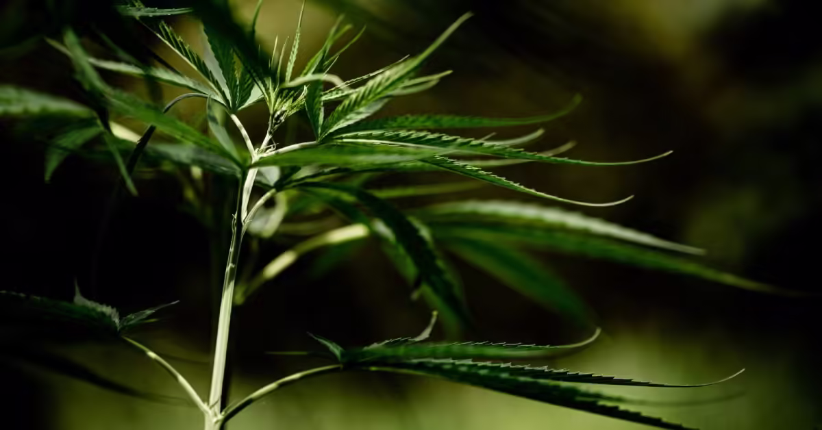 Descriminalização das Drogas no STF: O Que Já Foi Decidido e o Que Ainda Falta?